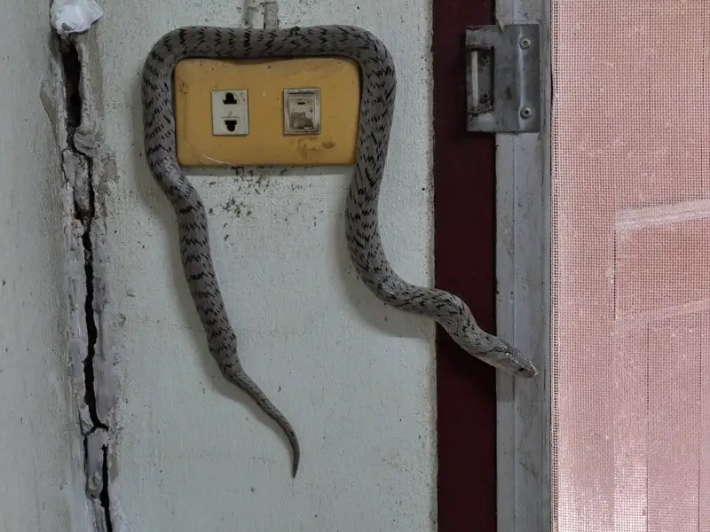 Can a Snake Get into a Basement Through a Sump Pump Well Plumbing Reads